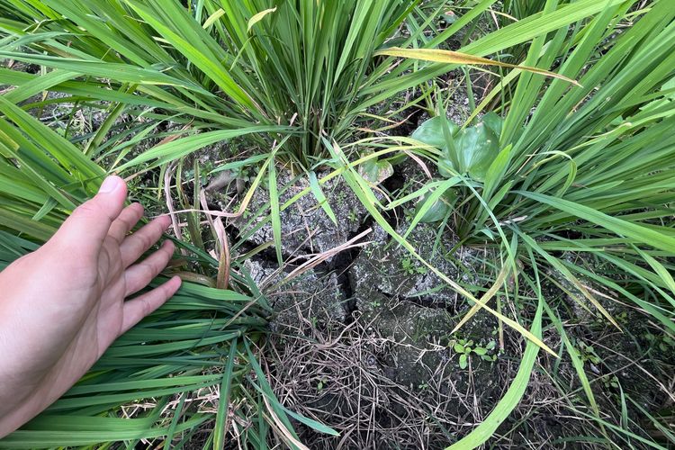 Kekeringan Melanda Pangandaran, Petani Terpaksa Pompa Air secara Mandiri