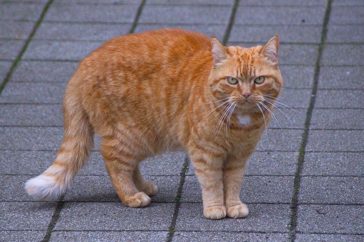 Betulkah Kucing Oren Lebih Agresif Dibanding Kucing Lain?