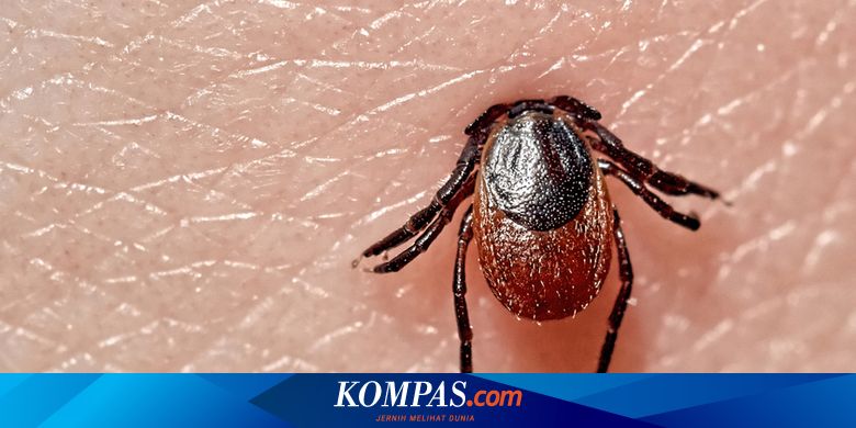 Apa Saja Penyakit yang Disebabkan oleh Gigitan Kutu?