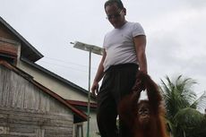 Setelah Merawatnya Setahun, Wakil Ketua Dewan Aceh Barat Serahkan Orangutan ke BKSDA