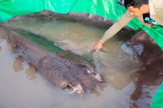 Ikan Air Tawar Terbesar di Dunia Tertangkap di Sungai Mekong, Beratnya 300 Kg