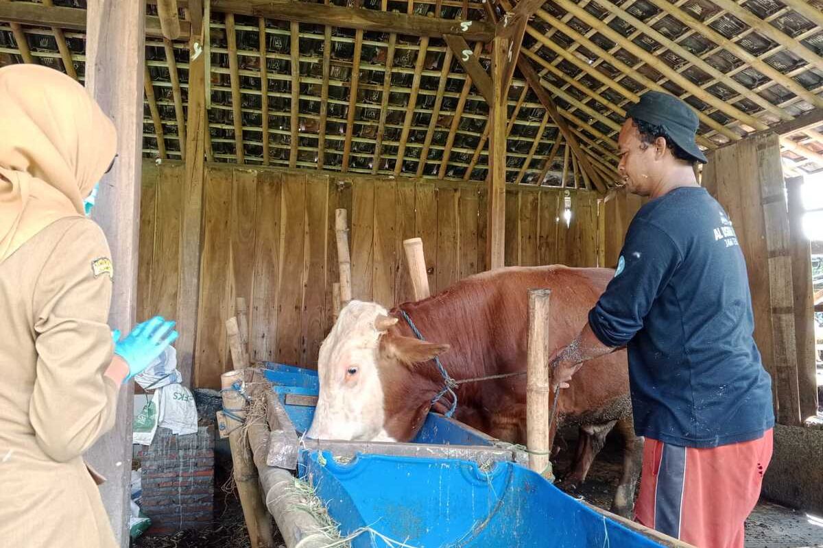 Wabah Penyakit Mulut dan Kaki Merebak di Blora, 360 Sapi Terpapar