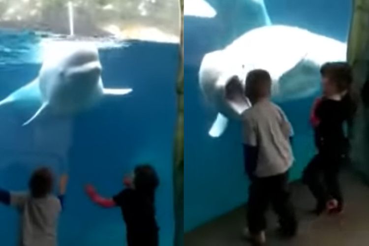 Tangkap layar video paus beluga yang membuka mulut di depan pengunjung.