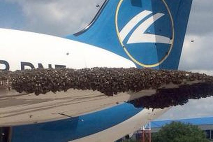 Ribuan ekor lebah terlihat menempel di salah satu sayap pesawat milik maskapai Rossiya Airlines yang hendak tinggal landas dari bandara Vnukovo, Moskwa.