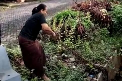 Cerita Suharni Si Penangkap Ular 3 Meter di Semarang