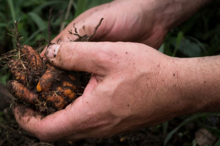 Ilustrasi kunyit, menanam kunyit. 