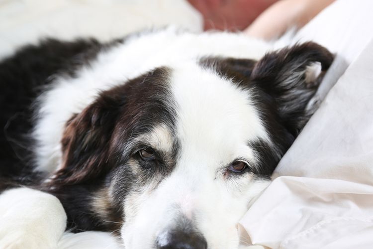 Ilustrasi anjing tidur di kasur pemiliknya.