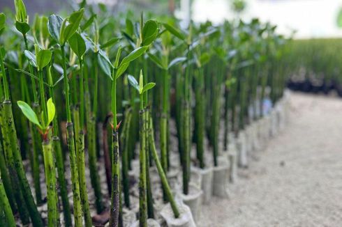 Perusahaan Tambang Ini Rehabilitasi DAS, Mangrove, dan Bantu Kelompok Tani