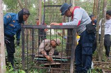 Second Indonesia Tiger Attack in Days, Hunt Ongoing