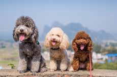 8 Ras Anjing Paling Populer pada 2022 Menurut AKC
