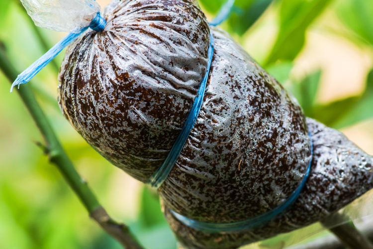 Ilustrasi langkah-langkah mencangkok