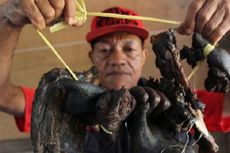 Orangutan Korban Salah Tembak Dimasak Jadi Rica-rica