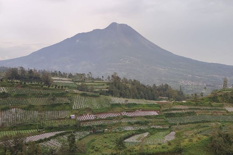 Hujan Abu Merapi, Petani di Magelang Sibuk Bersihkan Daun agar Tanaman Tak Mati