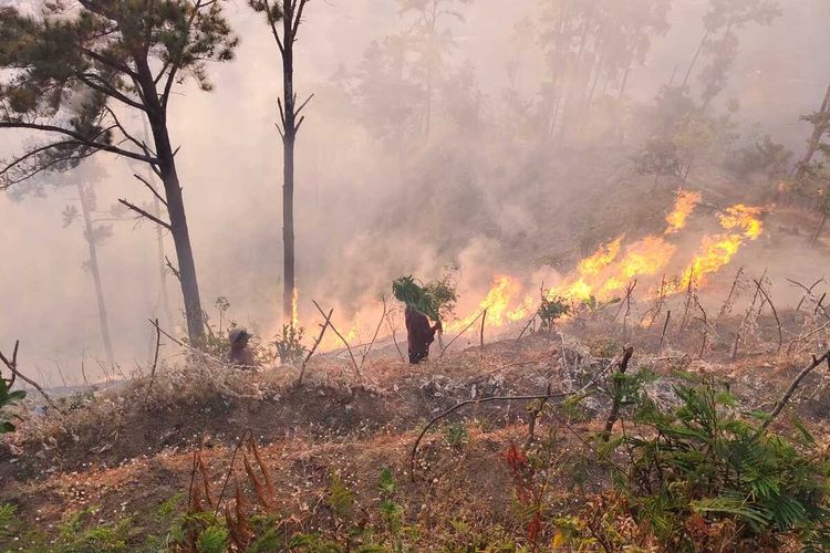 Kebakaran Hutan Perhutani di Ponorogo Hanguskan 10 Hektare