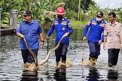 Seekor Ular Sanca Masuk Rumah Warga Saat Banjir di Kota Dumai