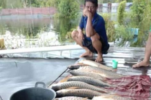 Ratusan Ikan Arwana Super Red Peliharaan Warga Mati karena Banjir di Kapuas Hulu Kalbar