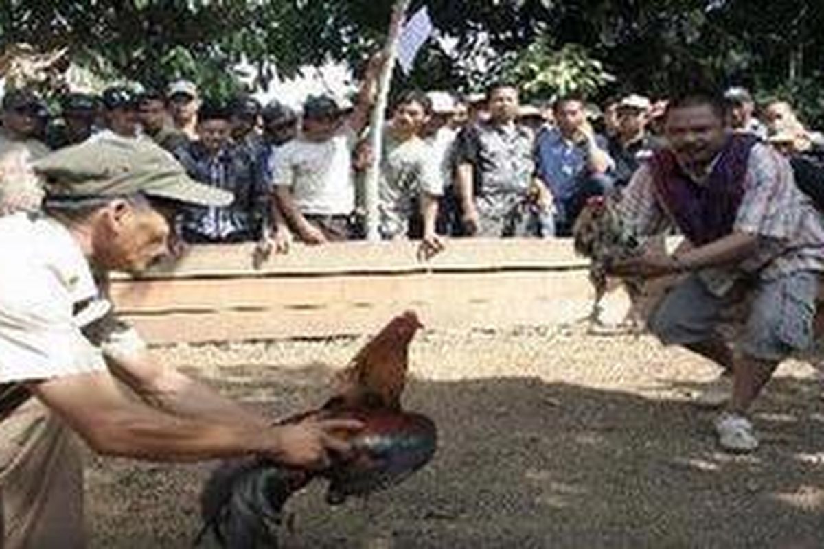 Ilustrasi sabung ayam