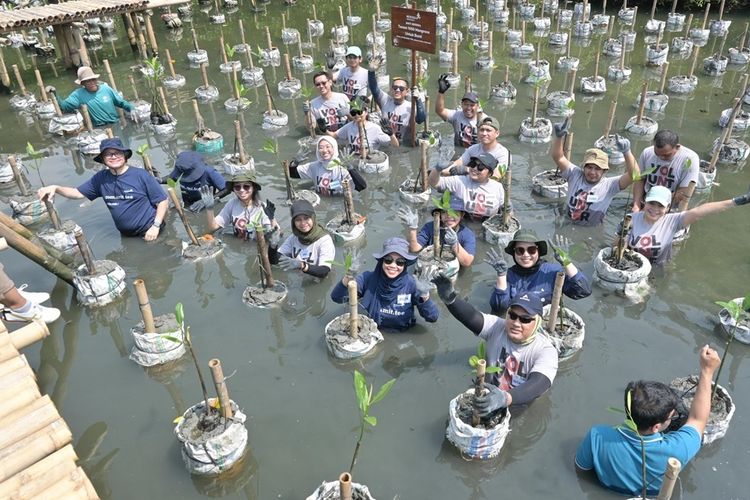 PT Merdeka Copper Gold Tbk (MDKA) melaksanakan penanaman 1.000 bibit mangrove di dua lokasi, yaitu Taman Wisata Alam (TWA) Angke Kapuk, Jakarta Utara (Jakut) dan Muara Gembong, Bekasi, Jawa Barat (Jabar), Kamis (25/7/2024).
