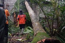Hujan Deras dan Angin Kencang Landa Sleman, Jalan dan Rumah Terkena Pohon Tumbang
