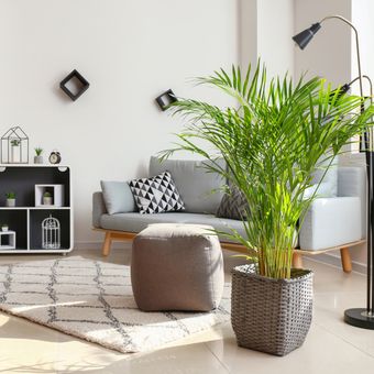 Ilustrasi tanaman hias areca palm di ruang keluarga.