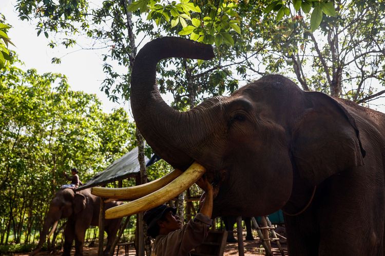 Mahout saat memberikan pakan di Camp ERU (Elephant Respons Unit) Tegal Yoso, Taman Nasional Way Kambas, Lampung Timur, Senin (4/1/2021). Total ada 8 gajah, 5 dewasa yang berpatroli di sekitaran Camp Tegal Yoso. Mereka mempunyai kewajiban untuk mencegah risiko konflik berbahaya antara manusia dan gajah liar di Taman Nasional Way Kambas.