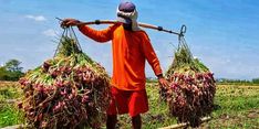 Masih Menguntungkan, Petani Brebes Semangat Tanam Bawang Merah