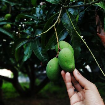 Ilustrasi pohon mangga, tanaman mangga, buah mangga di pohon.