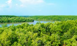 60.000 Hektare Lahan Mangrove Sulawesi Selatan Berpotensi Masuk Perdagangan Karbon Dunia