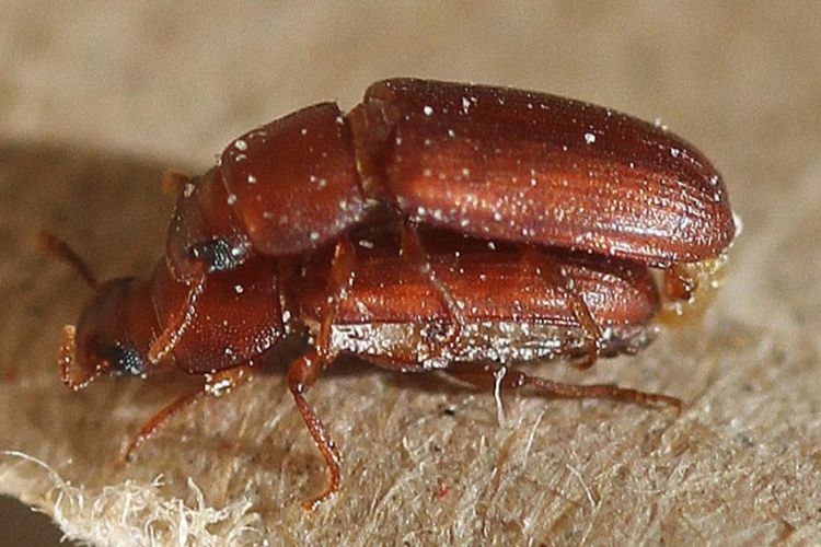 Kumbang Tepung Merah Kawin