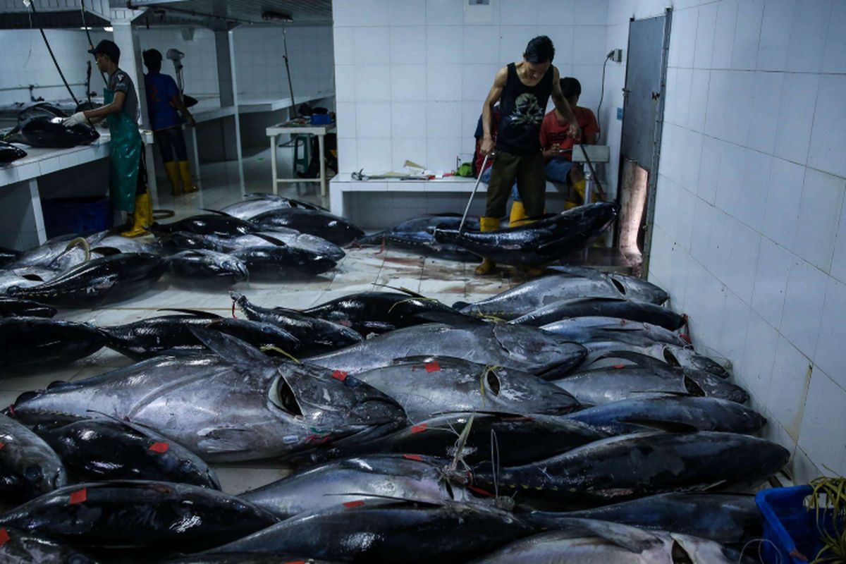 Pekerja melakukan timbangan ikan tuna di Pelabuhan Muara Baru, Penjaringan, Jakarta Utara, Selasa (4/12/2018). Volume ekspor tuna Indonesia seperti dikutip dari data Kementerian Kelautan dan Perikanan, mencapai 198.131 ton dengan nilai 659,99 juta dollar AS pada tahun 2017.