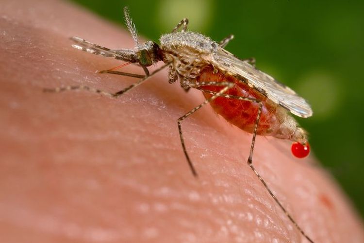 Nyamuk Anopheles stephensi memperoleh makanan darah dari inang manusia melalui belalainya. Nyamuk ini adalah vektor malaria yang tersebar dari Mesir hingga China.