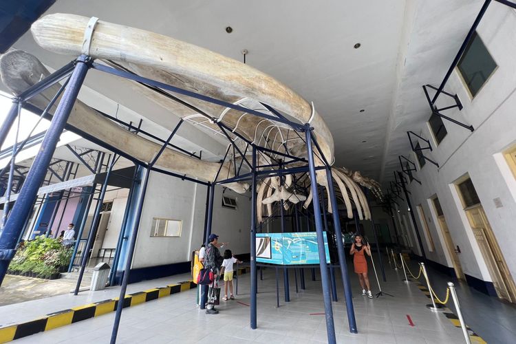 Kerangka paus biru yang dipamerkan di Museum Zoologi Bogor. 