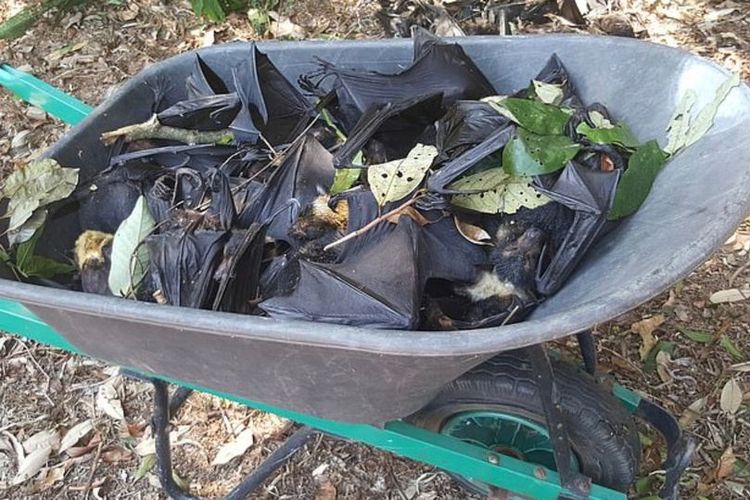 Gambar yang diunggah seorang warga di Cairns, Australia, memperlihatkan sebagian dari ribuan kelelawar mati yang ditemukan di halaman rumahnya.