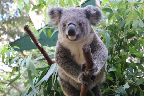 Serba Serbi Hewan, Koala Juga Punya Sidik Jari Mirip Manusia