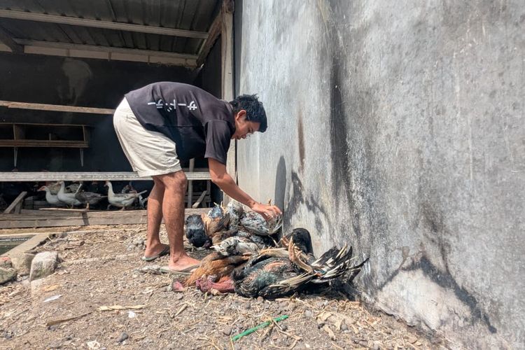 MENDADAK MATI-Puluhan ayam unggas milik warga Desa Bantengan, Kecamatan Wungu, Kabupaten Madiun, Jawa Timur mati mendadak, Jumat (24/10/2025). Diduga puluhan ayam mati mendadak lantaran terserang flu burung.