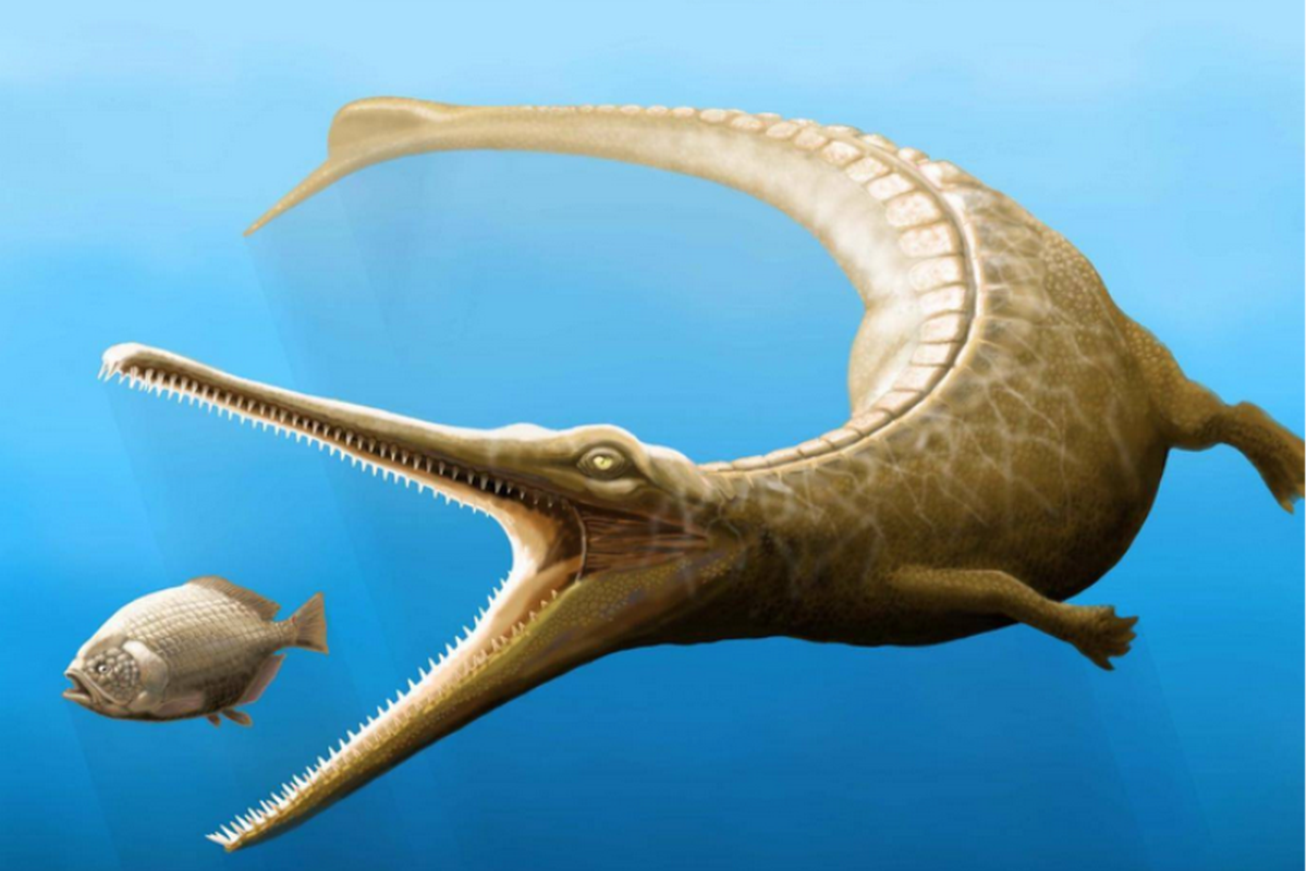 Ilustrasi buaya purba bernama Magyarosuchus fitosi yang memiliki sirip ekor dan kulit sekeras baja ditemukan di pegunungan barat laut Hungaria. Fosilnya yang ditemukan pada 1996 menjadi mata rantai untuk menjawab teka teki evolusi buaya menjadi mamalia laut.