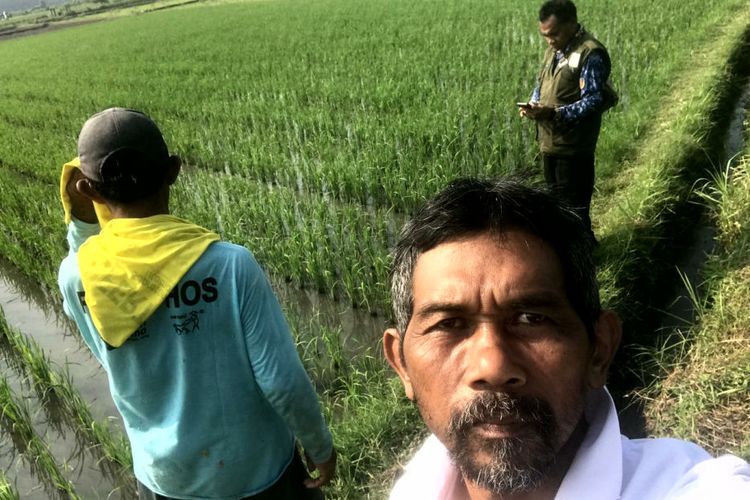 Petani Blitar: Penurunan Harga Pupuk Subsidi Tekan Risiko Kerugian