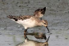 Burung Pantai Perlu Dilestarikan, Kerjasama Dunia Dibutuhkan