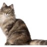 Cara Mengetahui Kucing Terkena Ringworm atau Tidak