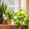 5 Tanaman Hias yang Bisa Menyerap Polusi di Dalam Rumah