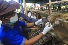 Apakah Virus Corona Dapat Menular Lewat Daging Kurban? Ini Kata Ahli