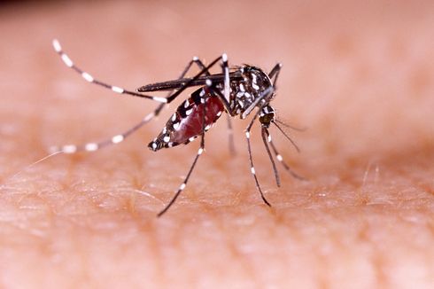 5 Penyakit yang Bisa Terjadi akibat Gigitan Nyamuk
