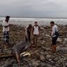 Bangkai Paus Ditemukan Membusuk di Pantai Pemalikan Sekotong Lombok Barat