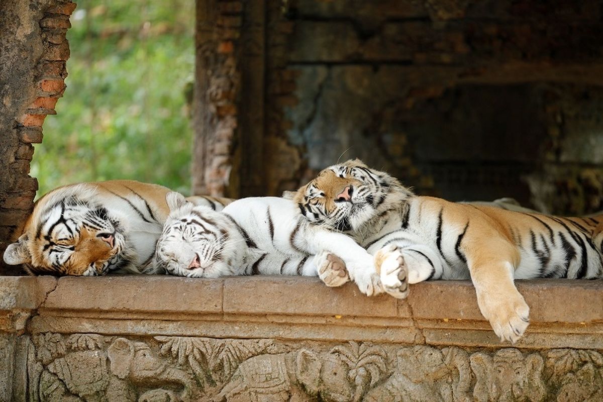 Trio harimau di Taman Safari Indonesia