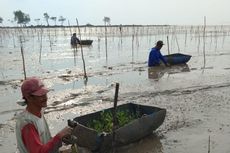 Bukan Hanya untuk Ekologi, Rehabilitasi Mangrove Dapat Tingkatkan Kesejahteraan Masyarakat