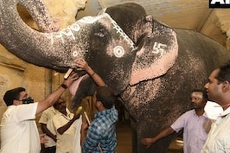 Gajah katarak di kuil Thailand.