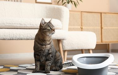 Kucing Suka Pipis Sembarangan? Simak Cara Mengatasinya Berikut Ini ...