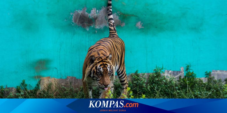 Bagaimana Teknik Swab PCR terhadap Harimau? Ini Penjelasan Dokter Hewan Ragunan - Vimarsana News
