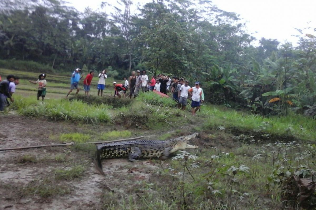 Warga mencoba menangkap buaya muara berukuran 3,5 meter yang masuk ke areal persawahan di Dusun Pagak, Desa Kedungwinangun, Kecamatan Klirong, Kebumen, Jawa Tengah, Selasa (17/10/2017).