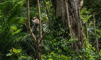 5 Kebiasaan Sederhana untuk Menjaga Hutan yang Bisa Kamu Lakukan 